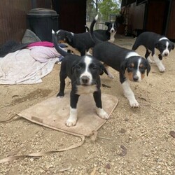 Working Border Collie Pups for sale/Border Collie//Younger Than Six Months,2 B/W girls and 2 Tri Boy border collie pups, working parents, calm pups ready to go in a week. Will suit active home, trial, sheep or sports.