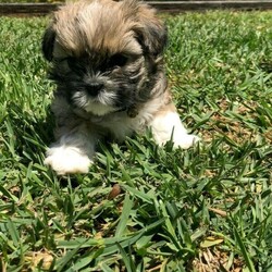Lhasa Apso x Shih tzu puppies/Lhasa Apso//Younger Than Six Months,These big boys is looking for a forever homes. Born on the 30th of August 2021. Ready around the 25th of October 2021. Mom is a Lhasa Apso and Dad is a Shih TzuThe puppies will be microchipped and vet checked before moving to their new home.Puppies will only go to dedicated owners and good homes.Please message for further details.BIN0009042480644