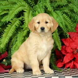 Maggie/Female /Female /Golden Retriever Puppy Maggie/Female /Female /Golden Retriever Puppy,Say hello to Maggie, a peppy Golden Retriever puppy ready to leave a paw print on your heart! This adorable gal is vet checked, up to date on vaccinations & dewormer, plus the breeder provides a 30-day health guarantee. Maggie is being family-raised with children and can be registered with the AKC. If you are interested in learning more about this playful pooch, please contact Jacob & Barbie today!
