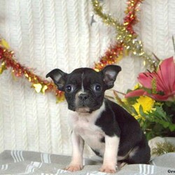 Debbie/Boston Terrier/Female /7 Weeks,Meet Debbie, a curious Boston Terrier puppy who is ready to share adventures with you! This friendly pup is vet checked and up to date on vaccinations & dewormer. She can be registered with the ACA, plus the breeder provides a 30 day health guarantee for Debbie. To learn more about this sweet pooch, please call the breeder today!