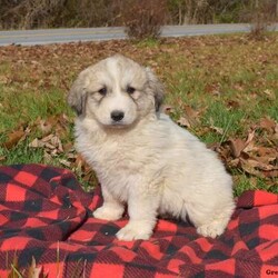 Clarice/Great Pyrenees/Female /6 Weeks,Clarice is an easy going Great Pyrenees puppy with a soft and fluffy coat! This cutie is vet checked, up to date on shots and wormer, plus comes with a 30 day health guarantee provided by the breeder. Clarice is family raised around children and is looking for her forever home. To learn more about this charming pup, please contact the breeder today!