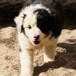 Australian Shepherd Female Black Tri Puppy Milkshake/Australian Shepherd Dog//Younger Than Six Months,“Milkshake” Female Black Tri Mismarked full tail (Usually marked) (Available)“Cookies And Cream Litter“Born 20/10/2021 – Pick up at 8 weeks 16/12/2021Or transport to Depo Perth on the 16/12/2021 for flights over east.Dam -Zenderland Fleur “AKA Fanta Red Tri NBT - DNA clear - Hips and Elbow Score 5Sire -Zenderland Blueberry “AKA” Blue – Blue Merle with Full tail – DNA Clear – Hip and Elbow Score 2“Milkshake” Female Black Tri Mismarked full tail (Usually marked) (Available)We strive to breed excellent temperaments, Great bone, substance, wonderful movement, and stunning heads. From fully tested parents.Puppies are well socialized, raised in our home on our farm with livestock, Miniature horses, Goats, and other dogs. They are wormed, microchipped, vaccinated, puppy pack, All Companion pet pups will be on the Limited Register. Dog West WA (Which means not for breeding or showing). But can compete in all other discipline’s obedience, herding etcTo apply for a puppy FIRST need email for a questionnaire and Details at pix******@******com thankyou REVEAL_DETAILS WE ARE IN THE Margaret River AREA Western AustraliaDogswest Membership Number 6100036049