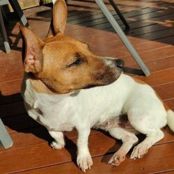 Adopt a dog:Jack Russell/Jack Russell Terrier//Younger Than Six Months,Jack Russel cross Fox Terrier $1,5001 Girls 1 Boy left black and white8 weeks old wormed, vaccinated, microchipped and ready to goBeautiful natured dog
