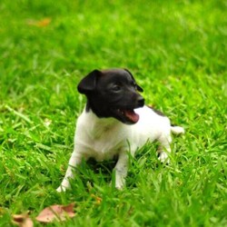 Adopt a dog:Jack Russell/Jack Russell Terrier//Younger Than Six Months,Jack Russel cross Fox Terrier $1,5001 Girls 1 Boy left black and white8 weeks old wormed, vaccinated, microchipped and ready to goBeautiful natured dog