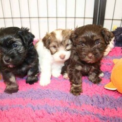 Adopt a dog:Havanese Pedigree Puppies/Havanese//Younger Than Six Months,If you are reading this then there are puppies available.Puppy will be ready to go from early February 2022 at 9 weeks of age.I cannot send to WA, NT or TAS as I will not fly my puppies.Are you looking for a pup to join your family; a pup that is very smart, easy to train, loves people and other animals, looks glorious and will keep you totally entertained? The Havanese breed is exactly what you are seeking. They are pure bred registered puppies, are raised in the house then into their own dedicated puppy yard filled with toys and stimulating things to do. They are kept with their Mum and are well socialised with many different animals and lots of human contact. The Havanese are low-shedding and non-allergenic so many people with alergies cope well with the breedPuppy's come with pedigree papers, microchipped, two vaccinations and vet wellness reports, 6 weeks insurance and forever breeder support.Before considering a x oodle breed, have a look at the Havanese knowing you are getting many generations of healthy, well cared for dogs with a full history.Breeder - MDBA - 11118Please view website for lots more information www.kerrishavanese.com - then click on the link on the Puppies page to complete the Questionnaire.If responding from Gumtree site please do not just forward their standard reply. Provide me with some information on why you are seeking a Havanese and some information on your environment and family and your email contact. One line responses will be ignored.Note the images are of previous litters and are not the available puppies.