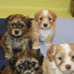 Adopt a dog:Havanese Pedigree Puppies/Havanese//Younger Than Six Months,If you are reading this then there are puppies available.Puppy will be ready to go from early February 2022 at 9 weeks of age.I cannot send to WA, NT or TAS as I will not fly my puppies.Are you looking for a pup to join your family; a pup that is very smart, easy to train, loves people and other animals, looks glorious and will keep you totally entertained? The Havanese breed is exactly what you are seeking. They are pure bred registered puppies, are raised in the house then into their own dedicated puppy yard filled with toys and stimulating things to do. They are kept with their Mum and are well socialised with many different animals and lots of human contact. The Havanese are low-shedding and non-allergenic so many people with alergies cope well with the breedPuppy's come with pedigree papers, microchipped, two vaccinations and vet wellness reports, 6 weeks insurance and forever breeder support.Before considering a x oodle breed, have a look at the Havanese knowing you are getting many generations of healthy, well cared for dogs with a full history.Breeder - MDBA - 11118Please view website for lots more information www.kerrishavanese.com - then click on the link on the Puppies page to complete the Questionnaire.If responding from Gumtree site please do not just forward their standard reply. Provide me with some information on why you are seeking a Havanese and some information on your environment and family and your email contact. One line responses will be ignored.Note the images are of previous litters and are not the available puppies.