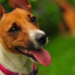 Adopt a dog:Jack Russell/Jack Russell Terrier//Younger Than Six Months,Jack Russel cross Fox Terrier $1,5001 Girls 1 Boy left black and white8 weeks old wormed, vaccinated, microchipped and ready to goBeautiful natured dog
