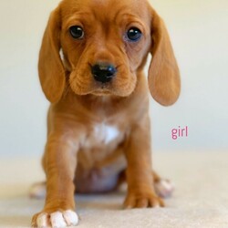 Adopt a dog:Beaglier/Beagle//Younger Than Six Months,We have three beautiful first generation Beaglier pups available now to join their new familiesWe have two red girls, one red boy. They are beautiful babies with great temperamentsMum is a pure bred beagle and dad a pure bred cavalier.These guys come with their first vaccination regular worming and microchippedWe raise our puppies inside and they are very well handled and loved from day one by our large family.Microchipping numbers956000014543094956000013272079956000013272107RPBA 1665