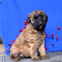 Bella/Soft Coated Wheaten Terrier/Female /7 Weeks,Here comes Bella! This adorable Soft Coated Wheaten Terrier puppy is one of a kind and can’t wait to spoil you with love and attention. Bella is family raised and her mom is the family’s beloved pet. She is vet checked and up to date on shots and wormer. She can also be registered with the ACA and comes with a one year genetic health guarantee provided by the breeder! To welcome this puppy into your home please contact John & Anna today.