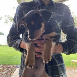Purebred Kelpie Puppies/Australian Kelpie//Younger Than Six Months,Just three gorgeous purebred Kelpie puppies left!!Progeny of a deliberate joining between our Hawkesbury Kelpie stud bred Belle ( gentle, great yard dog) and our stock agents working dog.All microchipped, vaccinated and wormed. Two boys and a girl.Genuine working homes only please.