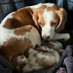 Adopt a dog:Beaglier puppies ready for their forever homes 18/01/2022/King Charles Spaniel//Younger Than Six Months,Beautiful Beaglier (Beagle cross Cavalier King Charles Spaniel) puppy born 23/11/2021.There are 5 female pups and 1 male available:Lenny: SOLDLuna: SOLDLexi: AvailableLyla: AvailableLottie: AvailableLucy: AvailableAll pups come vet checked, microchipped and vaccinated (1st vaccination only).Mum, Nala is 1/4 Cavalier, 3/4 Beagle and is extremely affectionate and cuddly, loving nothing more than to be by your side or even better on your lap. If she isn’t able to snuggle one of her humans she can be found snuggling with her best friend and father of her pups, Chillie.Dad, Chillie, is 1/4 Beagle, 3/4 Cavalier and is a loyal, loving, intelligent and very social little man who can barely contain his excitement when he hears the words “dog park”. Chillie loves nothing more than frolicking in the grass with new friends.These pups are all very playful and cuddly with beautiful temperaments. They are very affectionate and love to bestow lots of puppy kisses to anyone who will accept the gesture.Prospective owners are very welcome to come and meet the pups in person to see whether their temperament and nature fits with your pet needs.Please contact Ben on ******** 721 you would like more information, more photos or to organise a visit. REVEAL_DETAILS Pups are located in Eastwood NSW 2122RPBA #9241Individual microchip numbers will be provided after 13/01/2022 when the pups are able to be vaccinated and microchipped.For more photos of puppies and their parents go to https://www.instagram.com/beaglierpups/