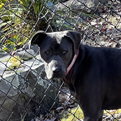 Adopt a dog:Tess/Staffordshire Bull Terrier/Female/Adult,Adoptable in: MA, RI, NH, CT, and VT

Good with dogs: Yes
Good with cats: No
Good with kids: Yes, older children
Crate trained: Yes
House trained: Yes

Tess is beautiful, athletic, curious, and super smart! She is young and has a lot of energy so she would do best with an active family who can give her lots of time outside. Tess loves massages and will lean against you to get all the scratches you have to give.

Tess does well with other dogs but not cats. Tess does well with older kids, but is not recommended for little kids since she sometimes jumps from excitement. Tess is crate, and house trained. She is a strong girl who is still learning how to walk properly on leash without pulling. 

Tess is a sweetheart who would benefit from a strong handler as she continues her training and learns her manners!

Please Note: All dogs currently available for adoption are posted on our website. If you cannot find a particular dog on our website, he/she may be on a temporary foster hold. All dogs are otherwise posted until they are officially adopted. This dog may have other interested adopters in line. If you are interested in adopting, please fill out an application.