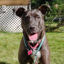 Adopt a dog:Santini/Pit Bull Terrier/Female/Adult,Adoptable in: MA, RI, NH, CT, and VT

Good with dogs: Yes
Good with cats: No
Good with kids: No
Crate trained: Working on it
House trained: Yes

Santini is sweet, cuddly, clear communicator. She is very gentle when taking treats and has a great disposition. She is house broken, enjoys car rides, and tug of war!

Santini would do best in a home without small dogs, cats, or children under 16. She would benefit from an experienced dog owner who is consistent with practicing good manners and structure because this girl wants to be the queen of the house.

Santini would love a home with a fully fenced yard with a fence of 5 feet or higher so she can run around. She can jump almost 4 feet high and can still acts like a puppy with lots of energy. Santini would love an adopter who will teach her more commands, work with her on her training, and fit her into their active routine.

Please Note: All dogs are posted until they are officially adopted. This dog may have other interested adopters in line. If you are interested in adopting, please fill out an application on our website at www.lasthopek9.org.