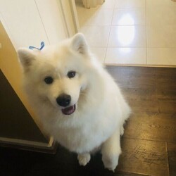 Purebred Samoyed Puppy (only one male left)/Samoyed//Younger Than Six Months,Purebred Samoyed Puppies to go to good homes. Bred in a family home from pure mom and dad (paper works available). All health checked, will be microchipped, vaccinated, and regularly wormed. Birth date 16/11/2021 and to go from 11/1/2022 at week 8. They will not be sold as show dogs. Family dogs only. Please do some research before you call us.We are registered breeders and dog SA breeders.Please note we give these puppies to suitable homes only as family dogs. We need a proof of identity and address of the new owners. All paper works will be transferred to the new owners and it will be reported to the relevant.Phone: ******2121 REVEAL_DETAILS Register breeder Number: DACO179523Dog SA breeder Membership: 5100059526