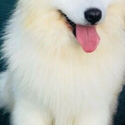 Purebred Samoyed Puppy (only one male left)/Samoyed//Younger Than Six Months,Purebred Samoyed Puppies to go to good homes. Bred in a family home from pure mom and dad (paper works available). All health checked, will be microchipped, vaccinated, and regularly wormed. Birth date 16/11/2021 and to go from 11/1/2022 at week 8. They will not be sold as show dogs. Family dogs only. Please do some research before you call us.We are registered breeders and dog SA breeders.Please note we give these puppies to suitable homes only as family dogs. We need a proof of identity and address of the new owners. All paper works will be transferred to the new owners and it will be reported to the relevant.Phone: ******2121 REVEAL_DETAILS Register breeder Number: DACO179523Dog SA breeder Membership: 5100059526