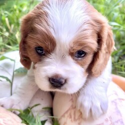 Adopt a dog:Beaglier puppies ready for their forever homes 18/01/2022/King Charles Spaniel//Younger Than Six Months,Beautiful Beaglier (Beagle cross Cavalier King Charles Spaniel) puppy born 23/11/2021.There are 5 female pups and 1 male available:Lenny: SOLDLuna: SOLDLexi: AvailableLyla: AvailableLottie: AvailableLucy: AvailableAll pups come vet checked, microchipped and vaccinated (1st vaccination only).Mum, Nala is 1/4 Cavalier, 3/4 Beagle and is extremely affectionate and cuddly, loving nothing more than to be by your side or even better on your lap. If she isn’t able to snuggle one of her humans she can be found snuggling with her best friend and father of her pups, Chillie.Dad, Chillie, is 1/4 Beagle, 3/4 Cavalier and is a loyal, loving, intelligent and very social little man who can barely contain his excitement when he hears the words “dog park”. Chillie loves nothing more than frolicking in the grass with new friends.These pups are all very playful and cuddly with beautiful temperaments. They are very affectionate and love to bestow lots of puppy kisses to anyone who will accept the gesture.Prospective owners are very welcome to come and meet the pups in person to see whether their temperament and nature fits with your pet needs.Please contact Ben on ******** 721 you would like more information, more photos or to organise a visit. REVEAL_DETAILS Pups are located in Eastwood NSW 2122RPBA #9241Individual microchip numbers will be provided after 13/01/2022 when the pups are able to be vaccinated and microchipped.For more photos of puppies and their parents go to https://www.instagram.com/beaglierpups/