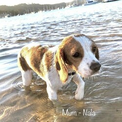 Adopt a dog:Beaglier puppies ready for their forever homes 18/01/2022/King Charles Spaniel//Younger Than Six Months,Beautiful Beaglier (Beagle cross Cavalier King Charles Spaniel) puppy born 23/11/2021.There are 5 female pups and 1 male available:Lenny: SOLDLuna: SOLDLexi: AvailableLyla: AvailableLottie: AvailableLucy: AvailableAll pups come vet checked, microchipped and vaccinated (1st vaccination only).Mum, Nala is 1/4 Cavalier, 3/4 Beagle and is extremely affectionate and cuddly, loving nothing more than to be by your side or even better on your lap. If she isn’t able to snuggle one of her humans she can be found snuggling with her best friend and father of her pups, Chillie.Dad, Chillie, is 1/4 Beagle, 3/4 Cavalier and is a loyal, loving, intelligent and very social little man who can barely contain his excitement when he hears the words “dog park”. Chillie loves nothing more than frolicking in the grass with new friends.These pups are all very playful and cuddly with beautiful temperaments. They are very affectionate and love to bestow lots of puppy kisses to anyone who will accept the gesture.Prospective owners are very welcome to come and meet the pups in person to see whether their temperament and nature fits with your pet needs.Please contact Ben on ******** 721 you would like more information, more photos or to organise a visit. REVEAL_DETAILS Pups are located in Eastwood NSW 2122RPBA #9241Individual microchip numbers will be provided after 13/01/2022 when the pups are able to be vaccinated and microchipped.For more photos of puppies and their parents go to https://www.instagram.com/beaglierpups/