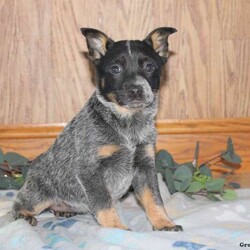Indy/Blue Heeler – Australian Cattle Dog/Female /7 Weeks,Check out Indy! She is a bouncy Blue Heeler puppy who loves to run and play. This cutie will be vet checked before going home with you. She is up to date on shots and wormer, plus comes with a health guarantee provided by the breeder. Indy is being family raised and is just as sweet as can be. To learn more about this friendly pup, please contact the breeder today!