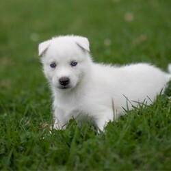 (PEDIGREED) ICE WHITE SIBERIAN HUSKY PUPPYS/Siberian Husky//Younger Than Six Months,For this season , Husky Dynasty presents an exotic ice white litter consisting of 2 males and 4 females all exhibiting steady and positive growth.Puppies come with DNA PAPERWORK, PEDIGREE PAPERWORK(mdba), worming, weaning, microchipping, vaccinations, vet checking. Pupps are also registered on the pet registry, socialised and water ready before leaving our care.Puppies also come: