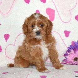 Daisy/Cavapoo/Female /7 Weeks,Daisy is an adorable Cavapoo puppy with a soft and fluffy coat! This little cutie is family raised and is great with the children. She will be vet checked, is up to date on shots and wormer, plus comes with a health guarantee provided by the breeder. Daisy loves to cuddle and play and is ready to be your best friend. Contact the breeder today to learn more about this precious pup!