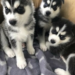 Purebred Siberian Husky Puppies/Siberian Husky//Younger Than Six Months,We have a litter of 7 beautiful and healthy Purebred Siberian Husky puppies available, ready for their forever homes on the 12th of February 2022.Red Girl - Brown eyesPink Girl- Brown eyesGreen Boy- Brown eyesBlue Boy- Brown eyesOrange Boy- Brown eyesGrey Boy- Bi eyesBlack Boy- Bi eyesMum and Dad are both black and white purebred huskies, both are very healthy dogs.The puppies are being wormed every 2 weeks and will have their health checks, vaccinations and microchipping done next week at 6 weeks of age, which you’ll receive a copy of.They are being raised around young children and will make a perfect addition to the family, they are a very gentle and loving breed.It would be best to have owned a Husky before and have experience with the breed as they are highly energetic and may not be suitable for your lifestyle.If you have any questions or want to see more pictures, don’t hesitate to reach out.