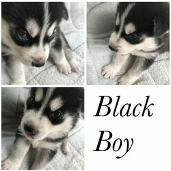 Purebred Siberian Husky Puppies/Siberian Husky//Younger Than Six Months,We have a litter of 7 beautiful and healthy Purebred Siberian Husky puppies available, ready for their forever homes on the 12th of February 2022.Red Girl - Brown eyesPink Girl- Brown eyesGreen Boy- Brown eyesBlue Boy- Brown eyesOrange Boy- Brown eyesGrey Boy- Bi eyesBlack Boy- Bi eyesMum and Dad are both black and white purebred huskies, both are very healthy dogs.The puppies are being wormed every 2 weeks and will have their health checks, vaccinations and microchipping done next week at 6 weeks of age, which you’ll receive a copy of.They are being raised around young children and will make a perfect addition to the family, they are a very gentle and loving breed.It would be best to have owned a Husky before and have experience with the breed as they are highly energetic and may not be suitable for your lifestyle.If you have any questions or want to see more pictures, don’t hesitate to reach out.