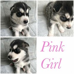 Purebred Siberian Husky Puppies/Siberian Husky//Younger Than Six Months,We have a litter of 7 beautiful and healthy Purebred Siberian Husky puppies available, ready for their forever homes on the 12th of February 2022.Red Girl - Brown eyesPink Girl- Brown eyesGreen Boy- Brown eyesBlue Boy- Brown eyesOrange Boy- Brown eyesGrey Boy- Bi eyesBlack Boy- Bi eyesMum and Dad are both black and white purebred huskies, both are very healthy dogs.The puppies are being wormed every 2 weeks and will have their health checks, vaccinations and microchipping done next week at 6 weeks of age, which you’ll receive a copy of.They are being raised around young children and will make a perfect addition to the family, they are a very gentle and loving breed.It would be best to have owned a Husky before and have experience with the breed as they are highly energetic and may not be suitable for your lifestyle.If you have any questions or want to see more pictures, don’t hesitate to reach out.