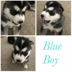 Purebred Siberian Husky Puppies/Siberian Husky//Younger Than Six Months,We have a litter of 7 beautiful and healthy Purebred Siberian Husky puppies available, ready for their forever homes on the 12th of February 2022.Red Girl - Brown eyesPink Girl- Brown eyesGreen Boy- Brown eyesBlue Boy- Brown eyesOrange Boy- Brown eyesGrey Boy- Bi eyesBlack Boy- Bi eyesMum and Dad are both black and white purebred huskies, both are very healthy dogs.The puppies are being wormed every 2 weeks and will have their health checks, vaccinations and microchipping done next week at 6 weeks of age, which you’ll receive a copy of.They are being raised around young children and will make a perfect addition to the family, they are a very gentle and loving breed.It would be best to have owned a Husky before and have experience with the breed as they are highly energetic and may not be suitable for your lifestyle.If you have any questions or want to see more pictures, don’t hesitate to reach out.