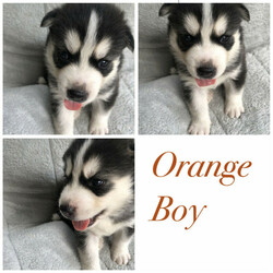Purebred Siberian Husky Puppies/Siberian Husky//Younger Than Six Months,We have a litter of 7 beautiful and healthy Purebred Siberian Husky puppies available, ready for their forever homes on the 12th of February 2022.Red Girl - Brown eyesPink Girl- Brown eyesGreen Boy- Brown eyesBlue Boy- Brown eyesOrange Boy- Brown eyesGrey Boy- Bi eyesBlack Boy- Bi eyesMum and Dad are both black and white purebred huskies, both are very healthy dogs.The puppies are being wormed every 2 weeks and will have their health checks, vaccinations and microchipping done next week at 6 weeks of age, which you’ll receive a copy of.They are being raised around young children and will make a perfect addition to the family, they are a very gentle and loving breed.It would be best to have owned a Husky before and have experience with the breed as they are highly energetic and may not be suitable for your lifestyle.If you have any questions or want to see more pictures, don’t hesitate to reach out.