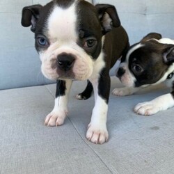 Boston Terrier Puppies/Boston Terrier//Younger Than Six Months,Ready for their forever homes on Jan 29th. Located in Pakenham, Vic.Our Boston Terriers are for pet homes only, or upon approval for a small breeder. Our dogs (and pups) are part of our family. Raised around children, other dogs, and our cats.Parents are papered and DNA tested.Pups are wormed, microchipped, vaccinated, and vet checked. They also come with 6 weeks pets insurance.More pictures and Videos with individual enquiries.Saski (F)Sakura (F)Hermione (F)Aang (F)Xena (F)Stripes (M)Spot (M)Motley Bostons (Sarah, Rainer, Nicki)MDBA breeder 19202Microchips956000014586760956000014635728956000014505880956000014499439956000014588662956000014501530956000014495875Genuine Enquires only please