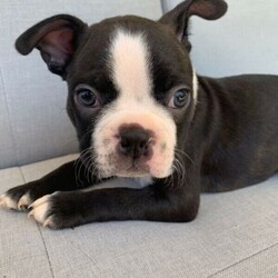 Boston Terrier Puppies/Boston Terrier//Younger Than Six Months,Ready for their forever homes on Jan 29th. Located in Pakenham, Vic.Our Boston Terriers are for pet homes only, or upon approval for a small breeder. Our dogs (and pups) are part of our family. Raised around children, other dogs, and our cats.Parents are papered and DNA tested.Pups are wormed, microchipped, vaccinated, and vet checked. They also come with 6 weeks pets insurance.More pictures and Videos with individual enquiries.Saski (F)Sakura (F)Hermione (F)Aang (F)Xena (F)Stripes (M)Spot (M)Motley Bostons (Sarah, Rainer, Nicki)MDBA breeder 19202Microchips956000014586760956000014635728956000014505880956000014499439956000014588662956000014501530956000014495875Genuine Enquires only please