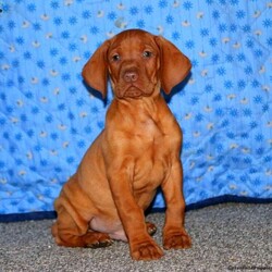Parker/Vizsla/Male /7 Weeks,This is Parker, a beautiful Vizsla puppy who is being family raised. This happy boy is vet checked, up to date on vaccinations & dewormer plus the breeder provides a 6 month genetic health guarantee for him. And, Parker can be registered with the AKC. To learn more about this charming fella, call the breeder today!