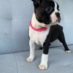 Boston Terrier Puppies/Boston Terrier//Younger Than Six Months,Ready for their forever homes on Jan 29th. Located in Pakenham, Vic.Our Boston Terriers are for pet homes only, or upon approval for a small breeder. Our dogs (and pups) are part of our family. Raised around children, other dogs, and our cats.Parents are papered and DNA tested.Pups are wormed, microchipped, vaccinated, and vet checked. They also come with 6 weeks pets insurance.More pictures and Videos with individual enquiries.Saski (F)Sakura (F)Hermione (F)Aang (F)Xena (F)Stripes (M)Spot (M)Motley Bostons (Sarah, Rainer, Nicki)MDBA breeder 19202Microchips956000014586760956000014635728956000014505880956000014499439956000014588662956000014501530956000014495875Genuine Enquires only please