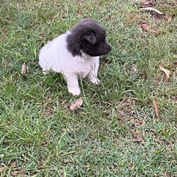 German Spitz Pups For Sale/German Spitz//Younger Than Six Months,Meet our beautiful German Spitz pups.Ready for their new homes 30/1/2022Blue and white Parti male - AvailableBlue male- AvailableBlack female - SoldThey come vaccinated, microchipped, wormed and vet checked.Looking for a beautiful loving home only.Raised on farm with other dogs , birds , horses and cows lolMum and Dad in picsChip numbers 991003001388708 & 991003001388707RPBA number 6263BIN B000614072Located Whiporie- half way between Grafton and CasinowSerious buyers only$4000 negotiable