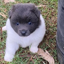 German Spitz Pups For Sale/German Spitz//Younger Than Six Months,Meet our beautiful German Spitz pups.Ready for their new homes 30/1/2022Blue and white Parti male - AvailableBlue male- AvailableBlack female - SoldThey come vaccinated, microchipped, wormed and vet checked.Looking for a beautiful loving home only.Raised on farm with other dogs , birds , horses and cows lolMum and Dad in picsChip numbers 991003001388708 & 991003001388707RPBA number 6263BIN B000614072Located Whiporie- half way between Grafton and CasinowSerious buyers only$4000 negotiable