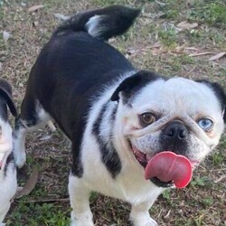Pure Bred Pug/Pug//Younger Than Six Months,Fawn & White Panda Boy up for sale to his forever home in Brisbane.He has had his 1st, 2nd & 3rd Vaccination, Microchipped & have been vet checked and wormed every 2 weeks.He comes with A desexing certificate.Mum * Fawn * & Dad * Black & White * both have beautiful temperaments and are papered.If you have any questions, please don’t hesitate to text me on gumtree for any enquiries.Master Dogs Breeding AssociationBIN: 0000418466877