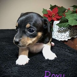 Roxy/Rat Terrier/Female /6 Weeks,Here comes Roxy, a cute and lovable Rat Terrier puppy ready to be your new best friend! This great pup is vet checked, up to date on shots and wormer, plus comes with a health guarantee provided by the breeder. Roxy is family raised with children and would make the best addition to anyone’s family. To find out more about this amazing pup, please contact Kenneth today!