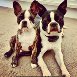 Boston Terrier X French Bulldog puppy/Boston Terrier//Younger Than Six Months,We have one beautiful little Male Frenchton puppyPuppy is 5 weeks old DOB 07/01/22Ready for his forever home at 8 weeks old on 03/04/22Puppy is 3/4 Boston Terrier and 1/4 Micro FrenchieHe has beautiful light/blonde markings of brindle and white - he will be a striking looking little dog with a lean physique and long legs like his Boston papaPuppy is well socialised with other dogs and childrenBoth parents are healthy, fit, well socialised animals with excellent breathing and genetic lines / parents are small dogs and puppy will be the same, with dad weighing 8.5kg and mum at only 7kgPuppy will be wormed, vaccinated, microchipped and vet checkedSuitable for pet only families