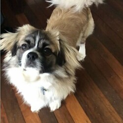 Adopt a dog:Chihuahua Mini Foxie cross Tibetan Spaniel Puppy/Tibetan Spaniel//Younger Than Six Months,Gorgeous male pup ready for his new home. 8 weeks old vacc, microchipped, wormed, flea and tick treated.Pee pad and crate trained, raised in a family home with baby, young child, cat and the mother dog. Parents are last photos.He is very healthy, happy and playful.