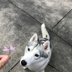 Female Siberian Husky for sale/Siberian Husky//Older Than Six Months,For personal reason, it’s a regret I have to find a good home for my beloved husky, she’s pure bred turning 6 years old, brown eyes, silver grey fur, healthy, growing in a loving environment. She’s a typical husky who’s smart but stubborn, she has her own idea sometimes needs to be patient about her. She needs someone who like median dogs and know well about husky breed, and she needs fully fenced backyard, and backyard needs to be big enough for her to run around. She’s energetic, well socialised, passionate to play with people, she’s suitable with family with older kids not small babies. She’s just over 20kg, only needs relatively low work than other dogs. She’s a ‘guard dog’ you will need to get her to know your neighbours, pat her head, otherwise she will bark when your neighbour walk around your house or play at their backyard.We need someone who can give us updates and allow us to visit her sometimes.