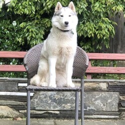 Female Siberian Husky for sale/Siberian Husky//Older Than Six Months,For personal reason, it’s a regret I have to find a good home for my beloved husky, she’s pure bred turning 6 years old, brown eyes, silver grey fur, healthy, growing in a loving environment. She’s a typical husky who’s smart but stubborn, she has her own idea sometimes needs to be patient about her. She needs someone who like median dogs and know well about husky breed, and she needs fully fenced backyard, and backyard needs to be big enough for her to run around. She’s energetic, well socialised, passionate to play with people, she’s suitable with family with older kids not small babies. She’s just over 20kg, only needs relatively low work than other dogs. She’s a ‘guard dog’ you will need to get her to know your neighbours, pat her head, otherwise she will bark when your neighbour walk around your house or play at their backyard.We need someone who can give us updates and allow us to visit her sometimes.