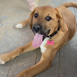 Male Hound is available for adoption