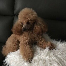 Adopt a dog:Toy Poodle Pure Bred RUBY RED, DNA CLEAR 2 GIRLS 3 BOYS, DOB 11/02/22/Poodle (Toy)//Younger Than Six Months,Toy Poodle, Ruby Red, Pure Bred, DNA clear by parentage, both parents tested and clear by Orivets full breed test. Very healthy pups, vet checked 24/2/22, and all clear. Immunised, microchipped and fully wormed. DOB 11/02/22, READY TO GO TO LOVEING NEW HOME 8/04/22. As at the 26/02/22, 6 weeks 1 day old. Colour of pups, is genuine and has not been enhanced or edited.FIRST VIEWINGS AVAILABLE THIS WEEKFor pease of mind, I am an experienenced, small ethical responsible registered breeder, I only have 2 litters a year, so that I can offer a well socialised, happy healthy pup. Quality rather than quantitiy, they are not negected in any way. They live indoors and regulary go outside to toilet.These pups have been vet checked and DO NOT, NOT, have lactating patella, a common knee joint condtion in many small breeds, costing around $3,200 to surgically remedy. Also by DNA they DO NOT have PRA, which is premiture blindness at three to 4 years young!These puppies are georgous, they have amazing thick soft coats like velvet, they are suplimented with Omega 3 fish oil to assist with brain development, joints eyes, good digestion, to give them the best start in life.DNA Orivet tested for both panents CLEAR AND NEGATIVE OF THE FOLLOWING:Degenerative MyelopathyPRA, premiture blindnessvon Willebrandsdisease Type 1Mucopolysaccharidosis VI poodle typeGanliosidosis GM2 Poodle TypeDNA reports available on viewingPoodles are aclaimed to be the second most itelligent breed available, with a non shedding coat, but must be brushed regularly, just a few minuets if done often, easy to train, loyal and loving nature, makes them the perfect inside family member and companion. Must go to good home.These pups are fed a healthy well balance diet that incudes chicken and Black Hawk puppy dry food.These pups have come from a long line of reds.5 pups, 2 girls and 3 boys, small to medium, $4200 to $5000 microchip numbers below:991003001385161, 991003001385176,991003001385166, 991003001385172, 991003001385173.I have Ruby girl, very happy social girl, lovely red, darkest and biggest in the litter, her tail wags 10 to the dozen, very cute SOL.D pending paymentBaxter, first born, very good little boy, smallest boy, snuggly, playful, and very good natured SOLD PENDING PAYMENTTeddy, one of two almost the same, second born, calm gentle and playful, he is a little shorter than his brother Blaze, Teddy $4,300Blaze loves to play and tubble with his brothers, 4th born, good boy eats and sleeps well $4,300Crystal a sweet adorable little girl smallest of the litter and last born, very well aportioned, just 800 grams at six weeks, Crystal on holdThe entire litter are very happy good natured pups, from very good natured parents. Pups socialise each day with bigger dogs, during outside play and toileting.Please contact for viewing of pups, available to view next weekend April 2nd and 3rd, 2022.More photos uploaded as pups grow, mum Dad last photos. Blaze and Teddy photos updated to 7 weeks of age.These pups are inside family pets, they require a fully fenced yard or court yard.Companion pets only.Parents DNA reports available to viewPuppy pack provided with lots of goodies, some dry food and fresh chicken & rice to help you get started at home.Transport may be able to be organised, direct flights only, at buyers expense, excluding long flights like WA, as the flight too long and too hard on the little pup.These pups are entireI am avalable for after sales support if required.Please email me with a few details about yourself and the kind of home you can offer these precious babies. If you are seriously interested and if you choose to leave your phone number I will call back.I do not respond to an SMS asking me to email, as recommended by Gumtree, due to risk of scammers.RPBA 956