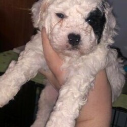 Bichoodle puppies for sale/Bichon Frise//Younger Than Six Months,There are 2 girls and boy. Black is a girl and white with two black patches on face is a girl and white with one black patch is a boy. Ready in two weeks