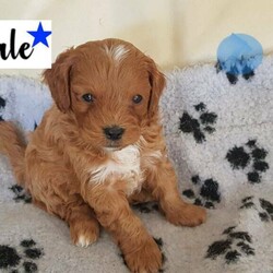 RED TOY CAVOODLE  FIRST GEN READY ON 8TH OF MAY/Cavalier King Charles Spaniel//Younger Than Six Months,HI, I have 7 lovely First Gen Toy Cavoodle puppies for adoption . 2 females and 5 males. The puppies were born on the 13th of March. They will be 8 weeks old and ready for their new homes on the 8TH May . The puppies will be microchipped and have their first vaccination at 6 weeks of age and wormed at the correct intervals (every 2 weeks). We also provide a puppy pack a good assistance to start with.The mum is a pure bred Blenheim Cavalier King Charles (6 kg)and the dad a red toy Poodle (4kg) both are home pets.The welfare of my cavoodles is important to us, pls let me know if you have had a dog previously, and brief description how do you keep him. This toy cavoodle breed is sweet and great family dog and would always need to be with someone at least for a few months. Smart and easy to train, Toilet training start from week3. I provide advice and support to manage easy transition. We always want our cavoodle to thrive and make you happy.Pls message me if you are interested and I will respond accordingly, I maybe too busy so I may not accommodate calls but pls send me a message.MaleBlue starGreen starPurple starYellow starGrey starFemaleRed starPink star