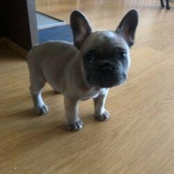 Purebred French bulldogs BLUE FAWN MALE ready to go now!!/French Bulldog//Younger Than Six Months,BLUE FAWN male ready to go nowBorn 31/1/22Raised in our family home around childrenMicrochipped ✅Vaccinated ✅Vet checked ✅Message me for details