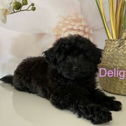 Toy Poodle x Pomeranian/Pomeranian//Younger Than Six Months,Toy poodle X Pomeranian (POMAPOO)I have 5 adorable puppies2 females and 3 malesThey have a wonderful nature and are great with young children.They are regarded as having a low to no shedding coat.All puppy’s will leave our home with:* Veterinarian health check certificate* First vaccination* Passport* Microchipped* Wormed every 2 weeks*Puppy PackVery healthy and active pups.956000013367505 male956000013364522 male956000014497974 male956000014496910 female956000014494987 femaleIf you have any Inquiries please call or message me.Thanks 