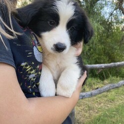 Traditional purebred long haired border collie puppies/Border Collie//Younger Than Six Months,READY TO GO now. Only 2 boys beautiful boys left.BIN0006769459566RPBA 10561We have 2 x beautiful purebred puppies left for sale. 2 x malesPuppies will be wormed 2,4,6 and 8 weeks. They will be vaccinated and microchipped at 6 weeks as well as having a vet check.Mum and dad are our beloved family pets. Puppies will grow up around cats, chickens, sheep and children. Border collies are an energetic breed and because of this require regular exercise please only enquire if you are able to offer that. They will be ready to go on the 22nd April.