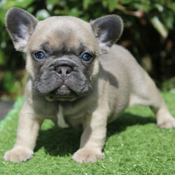 Adopt a dog:QUALITY FRENCH BULLDOG PUPS/French Bulldog//Younger Than Six Months,We currently have 5 beautiful purebred French bulldog puppies looking for their forever families!! PET HOME ONLY