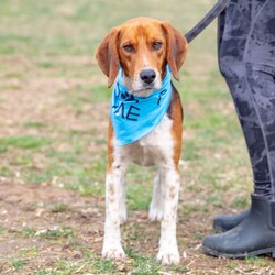 Adopt a dog:Frank Sinatra/Beagle/Male/Young,**Applicant Requirements:**
Fenced yard 
No apartments or condos

PLEASE NOTE: If you are interested in this dog, the first step of the adoption process is to complete an on-line adoption application. 
The adoption application is found on our website: https://www.greenmorerescue.org/. You can also cut and paste the following internet address which will take you directly to the Greenmore Application page:
https://form.jotform.com/50545803489159

NAME: Frank Sinatra
AGE:  2 years old
WEIGHT:  38 lbs.
Temperament/ Energy level: Friendly; medium energy
Recommendation for kids: good
Relationship with dogs: good
Relationship with cats: not yet tested
Neutered / Spayed: Yes
Crate-trained: Yes

Hi there! I am Frank Sinatra!  